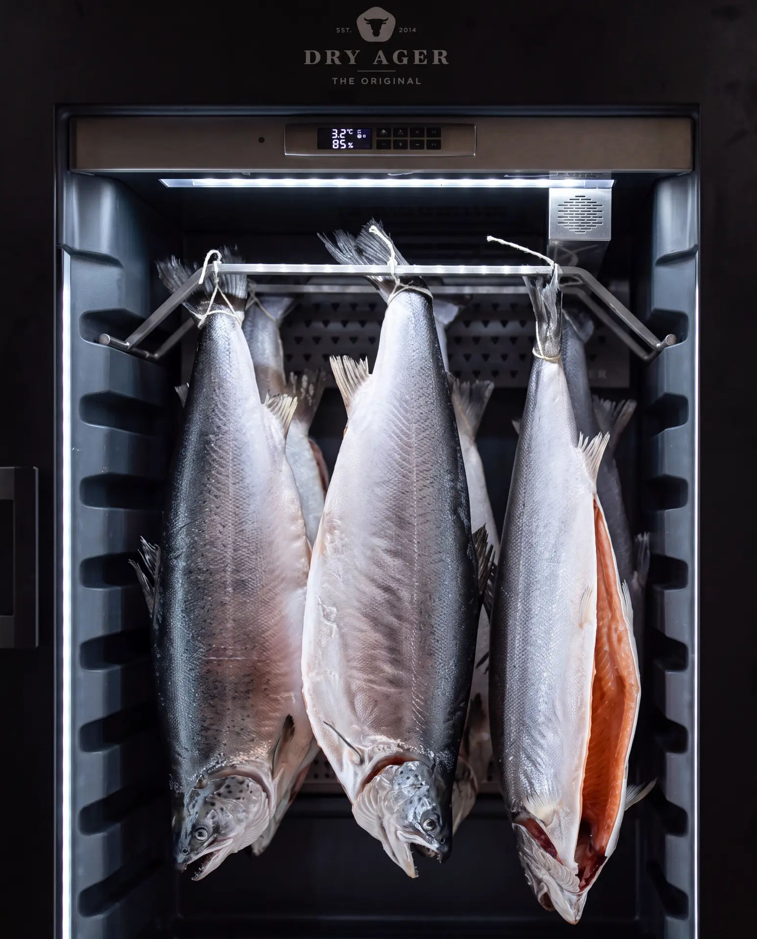 Whole salmon dry-ageing in a Dry Ager cabinet